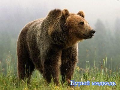 ����� �������