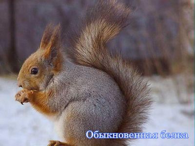 ������������ �����