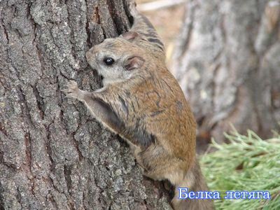 ����� ������