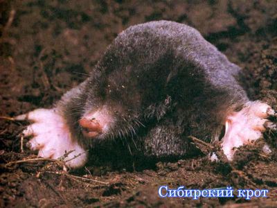 ��������� ����