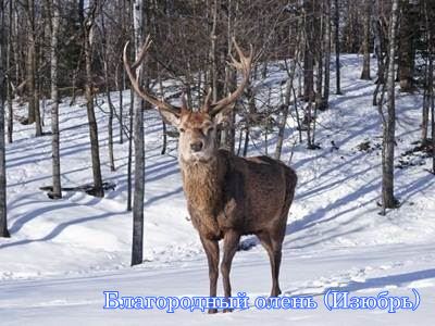 ����������� �����