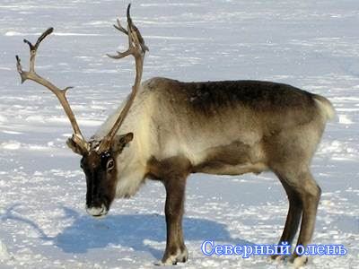 �������� �����