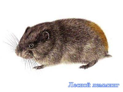 ������ �������