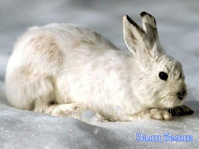 ���� �����