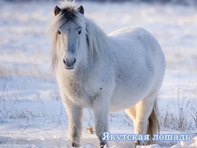 �������� ������