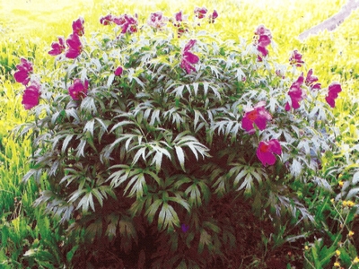 ���� ������ ������