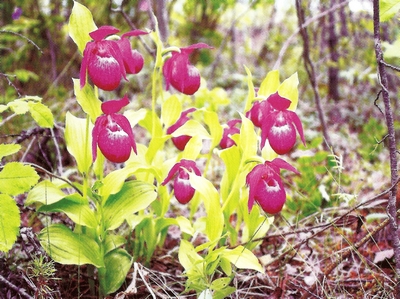 �������� ���������������