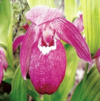 �������� ���������������