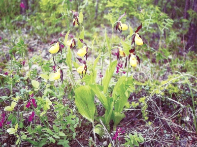 �������� ���������