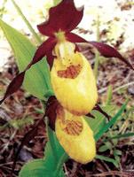 �������� ���������