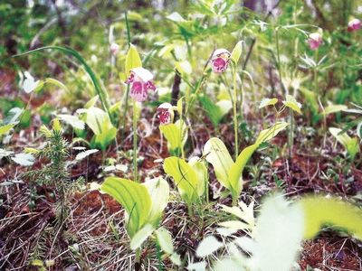 �������� ���������