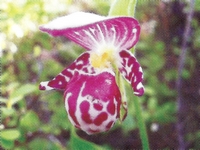 �������� ���������