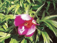 ���� ������ ������