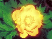 ���������� ���������