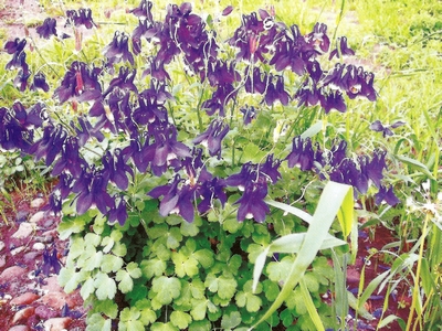 �������� ���������