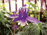 �������� ���������