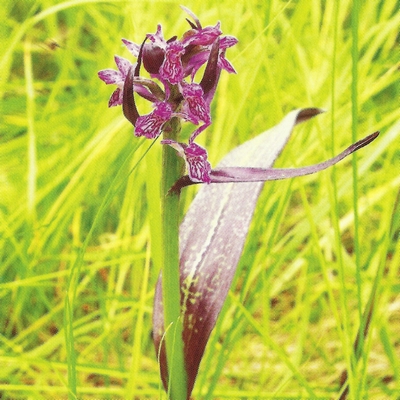 ���������������� ������������