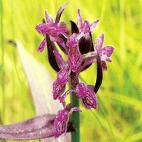 ���������������� ������������