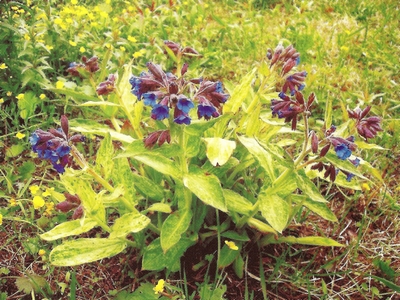 �������� ���������