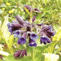 �������� ���������