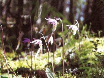 ������� ����������