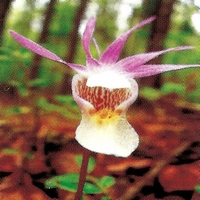 ������� ����������