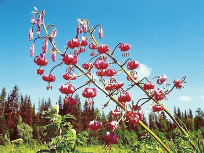 ����� ����������