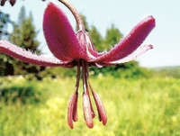 ����� ����������