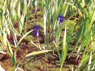 ������� ����������