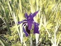 ������� ����������