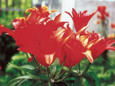 ����� ��������������