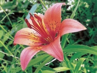 ����� ��������������